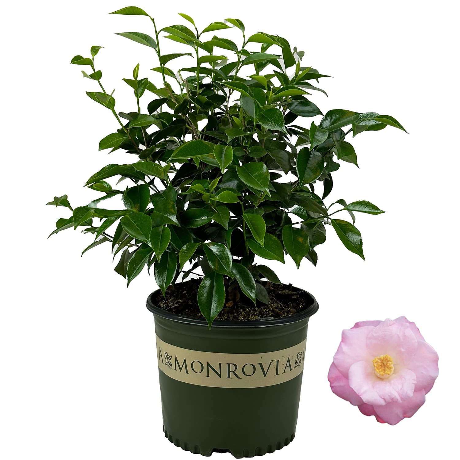 Amazon.com : Monrovia Japonica Camellias (April Remembered, 1